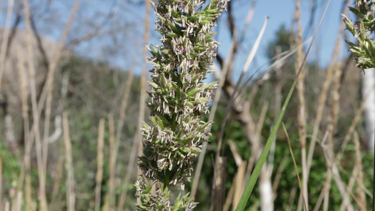 百合花-夏至峡谷NPS - 052721 v视频素材