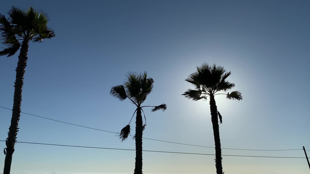 阳光明媚的夏日沙滩上的棕榈树视频素材