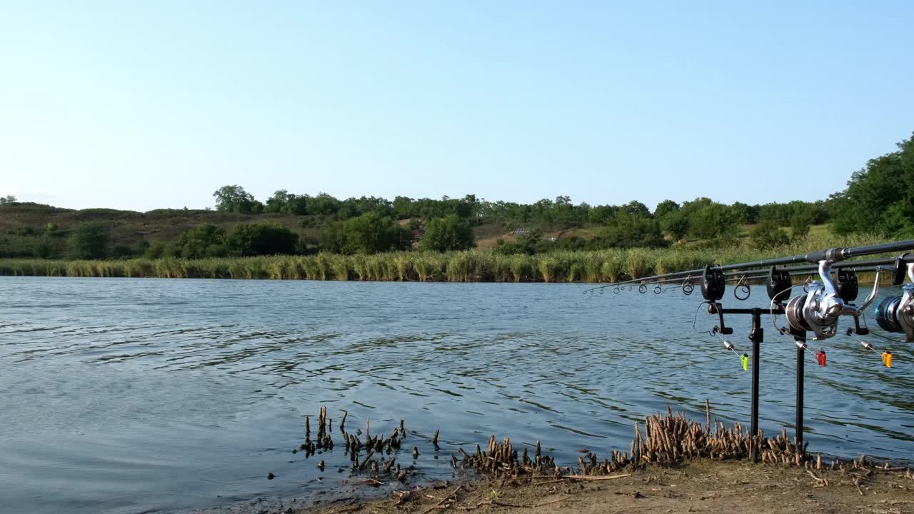 鲤鱼钓竿与鲤鱼咬指示和设置在竿荚在湖或河流和自然的背景。钓竿吊舱，咬伤报警器，摇杆，信号装置。钓鱼背景，复制空间视频素材