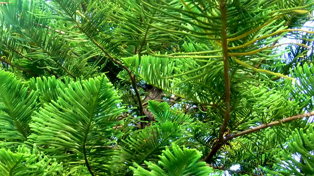 在晴朗的夏日俯瞰装饰松树的绿色树枝。类似松树的新鲜树枝。视频素材