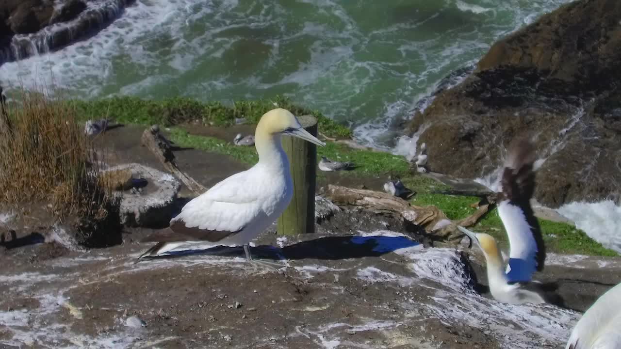 Muriwai塘鹅的殖民地视频素材