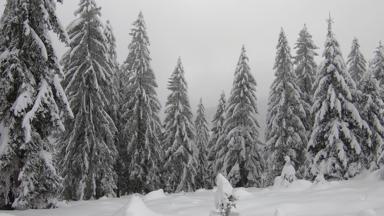 冬天的风景，白雪覆盖着树木，雪花落在山上视频素材