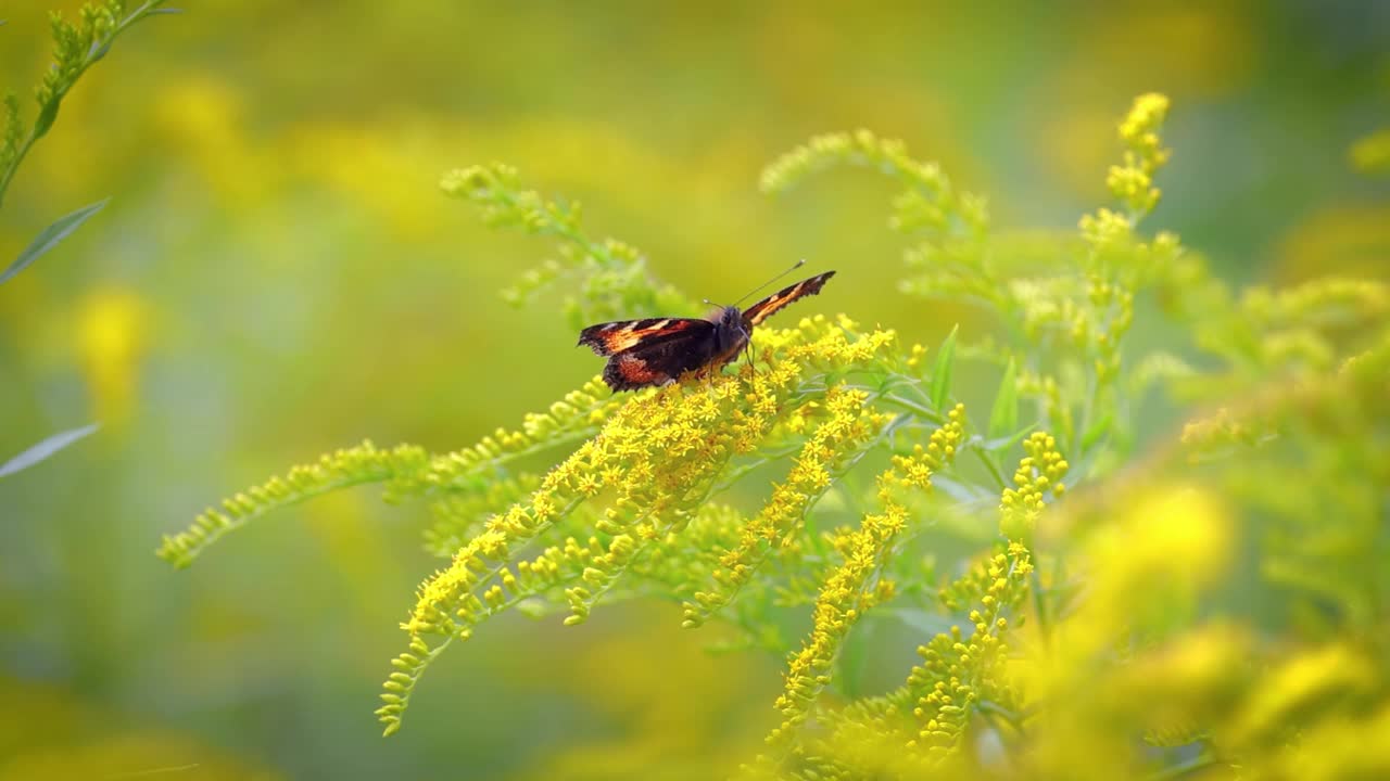 小玳瑁蝶(Aglais urticae, Nymphalis urticae)是蛱蝶科中一种色彩鲜艳的欧亚蝴蝶。它是一种中等大小的蝴蝶，主要是红橙色的。视频素材