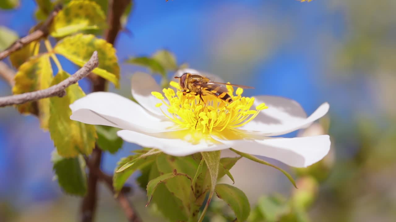 食蚜蝇、花蝇或食蚜蝇，昆虫科食蚜蝇。它们伪装成危险的昆虫黄蜂和蜜蜂。许多种类的成虫主要以花蜜和花粉为食。视频素材