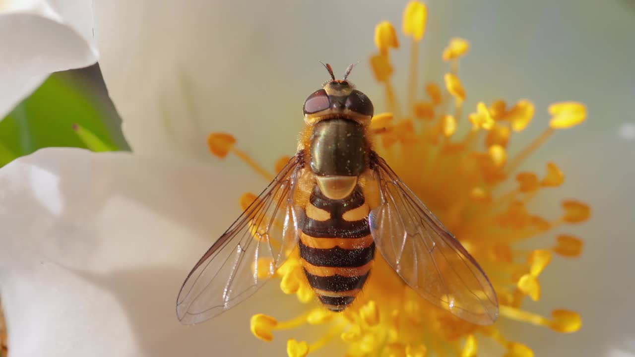 食蚜蝇、花蝇或食蚜蝇，昆虫科食蚜蝇。它们伪装成危险的昆虫黄蜂和蜜蜂。许多种类的成虫主要以花蜜和花粉为食。视频素材