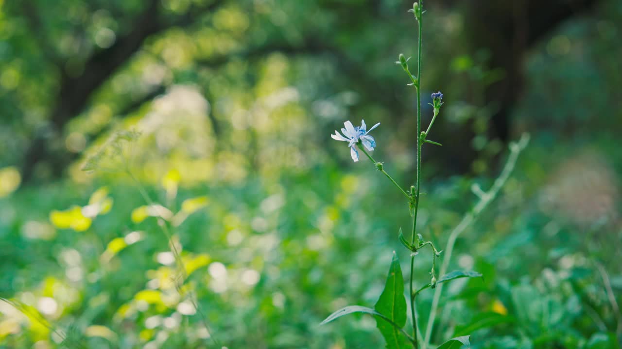 阳光明媚的夏日里，花和草宁静而美丽视频素材