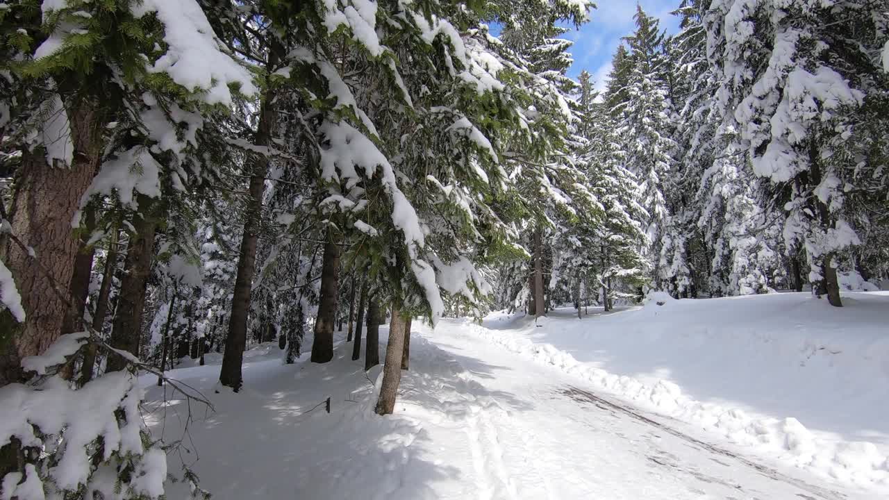 行走在冬天的森林里，白雪覆盖着树木视频素材