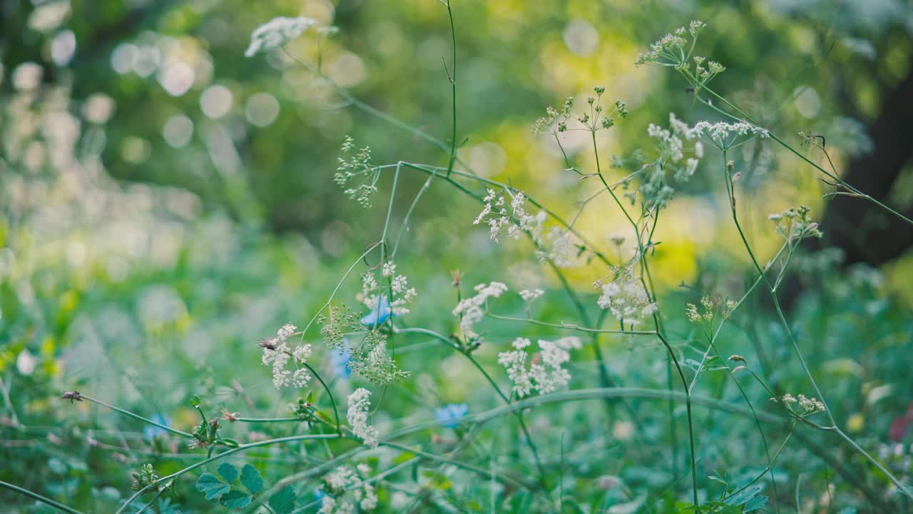 阳光明媚的夏日里，花和草宁静而美丽视频素材