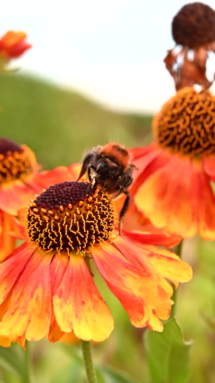 橙色的花园花和忙碌的大黄蜂视频素材