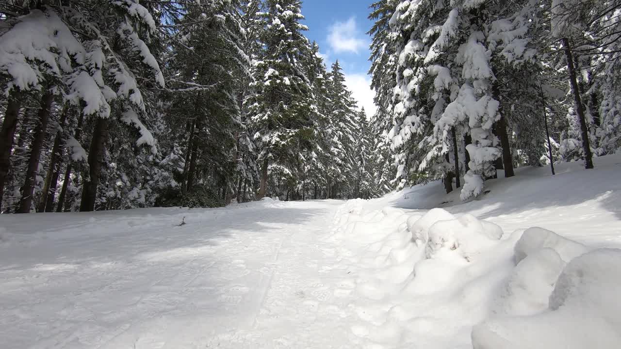 行走在冬天的森林里，白雪覆盖着树木视频素材