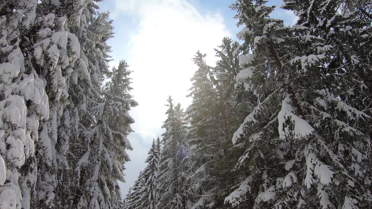 走在冬天的森林里，冰雪覆盖的树木和阳光视频素材