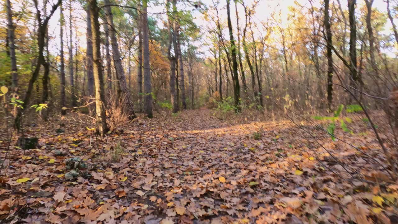 深秋的树林里的小径。户外散步。视频素材