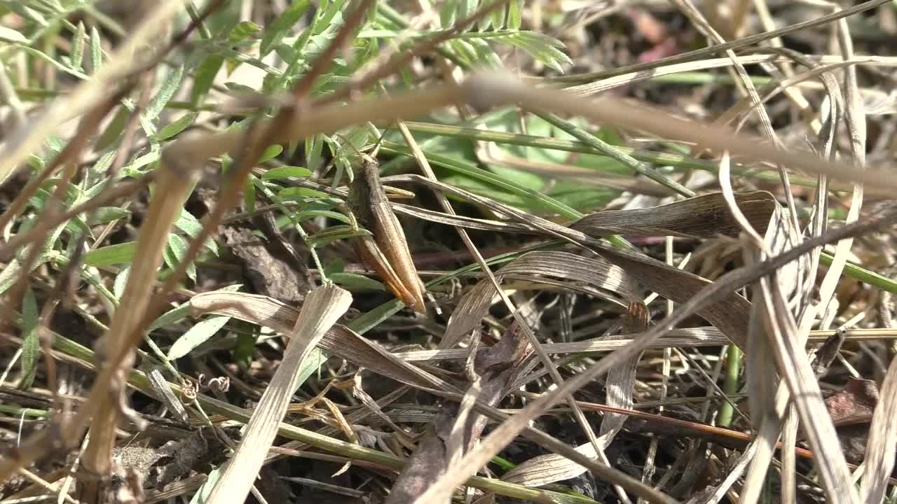 蚱蜢是一种节肢动物，属直立翅目。这种昆虫最显著的特征是它强壮而有弹性的腿，用它可以移动很长的距离。屏蔽100%视频素材