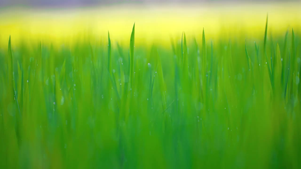 亚洲茉莉花水稻农业种植绿色稻田视频素材