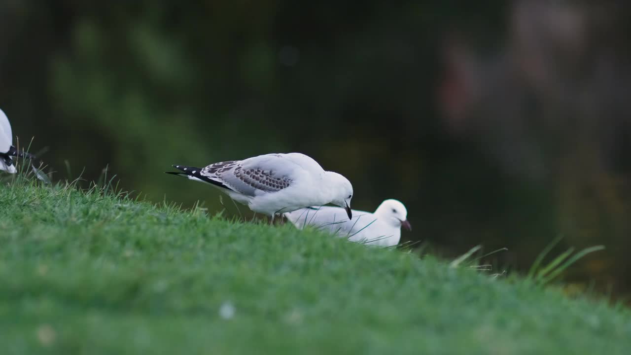 海鸥在草地上视频素材