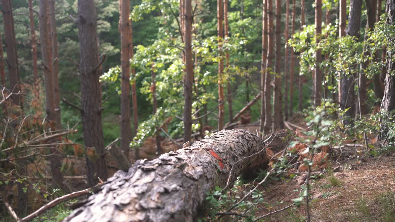 一个无法辨认的男性徒步旅行者穿过树林的树干视频素材