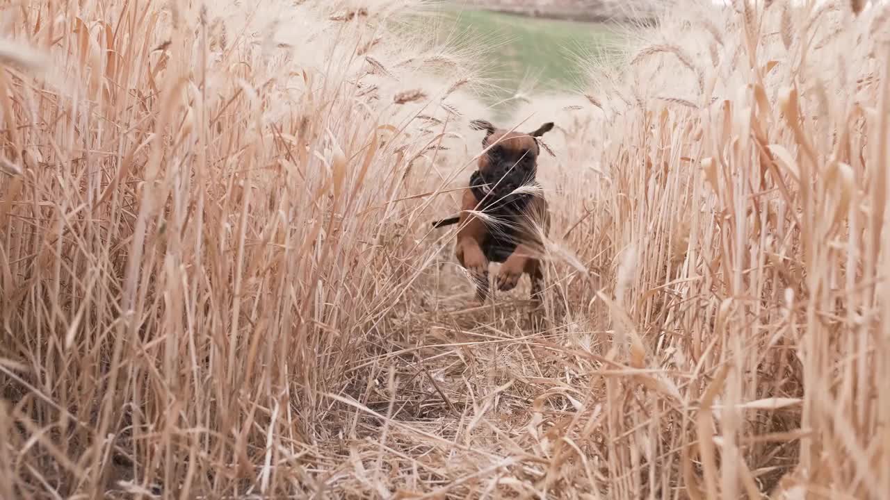 拳师犬在麦田里奔跑嬉戏视频素材