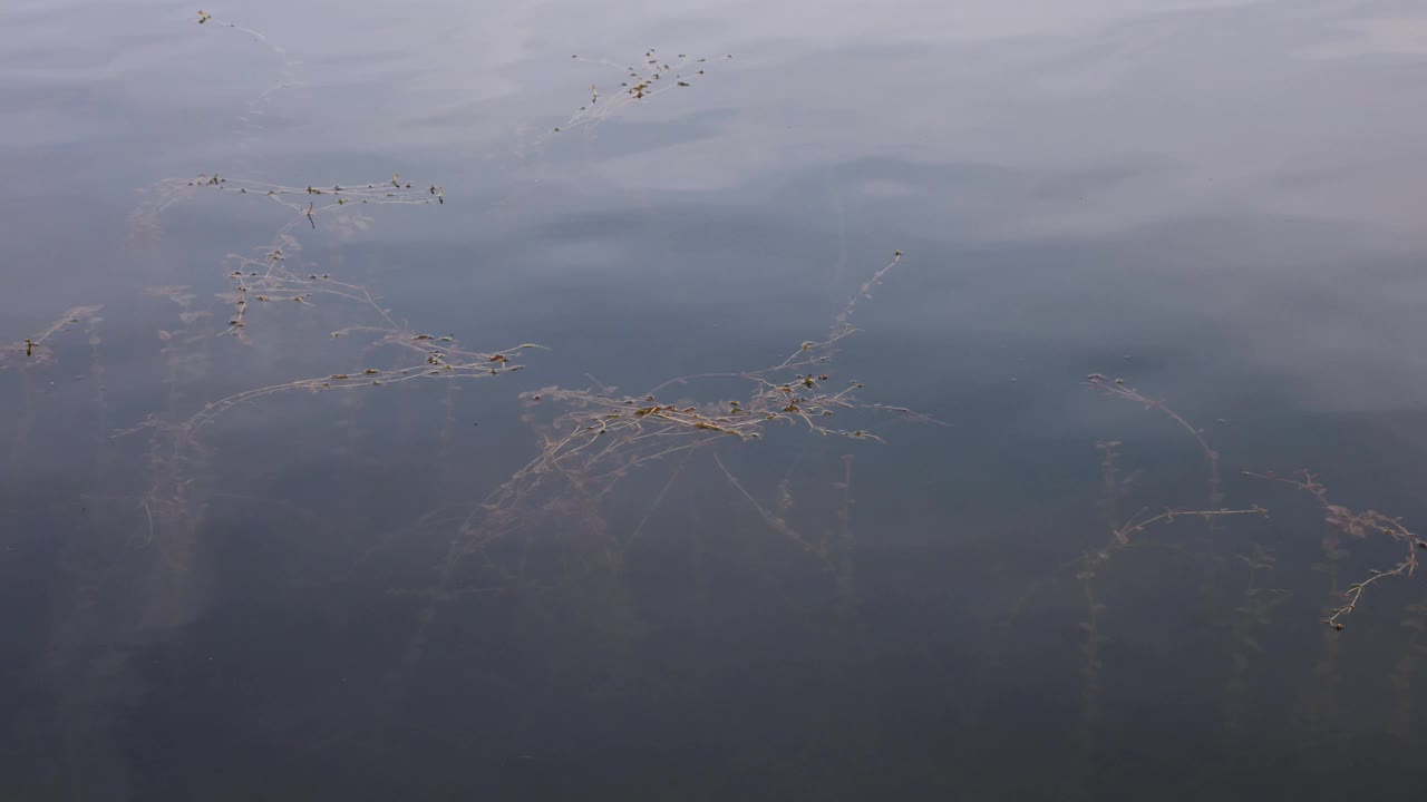 平静的水面与天空反射和海藻4k分辨率视频背景视频素材