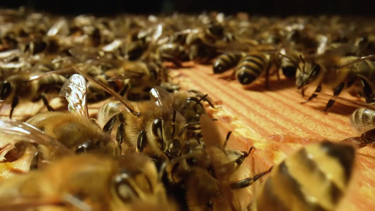 在蜂房里工作的蜜蜂家庭。蜂箱里apis的生命。蜂群靠近了，蜂箱，养蜂。蜜蜂框架的微距镜头。慢动作视频素材