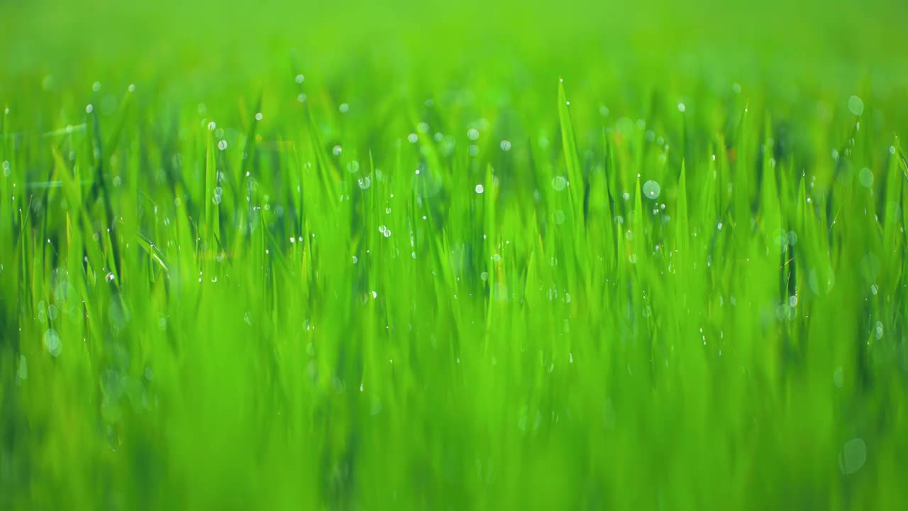 亚洲茉莉花水稻农业种植绿色稻田视频素材