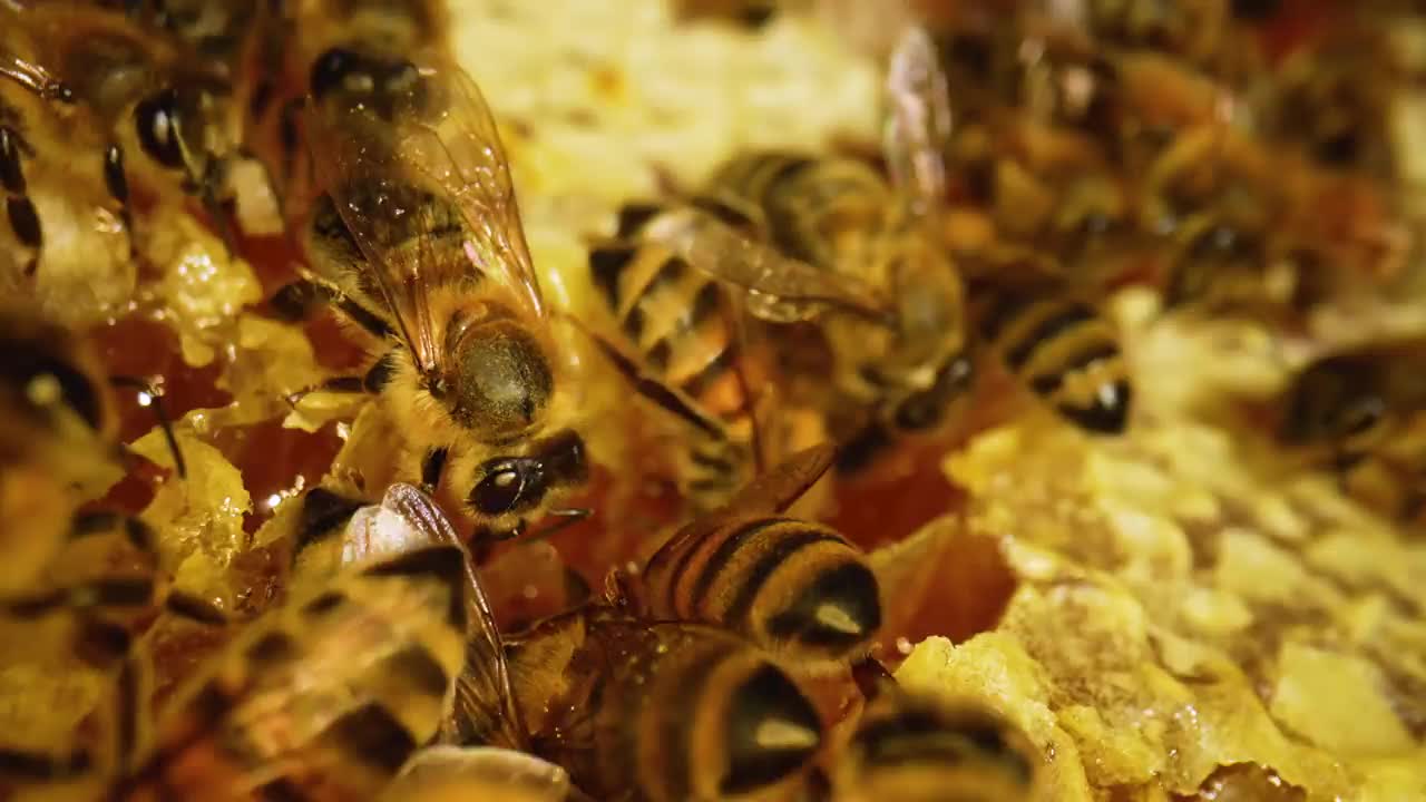 蜜蜂在蜂巢里。蜂窝密切起来。蜂箱宏中的蜂群。蜜蜂家庭在蜂巢上工作。蜂蜜在蜂巢里靠近。有机养蜂或养蜂。慢动作视频素材