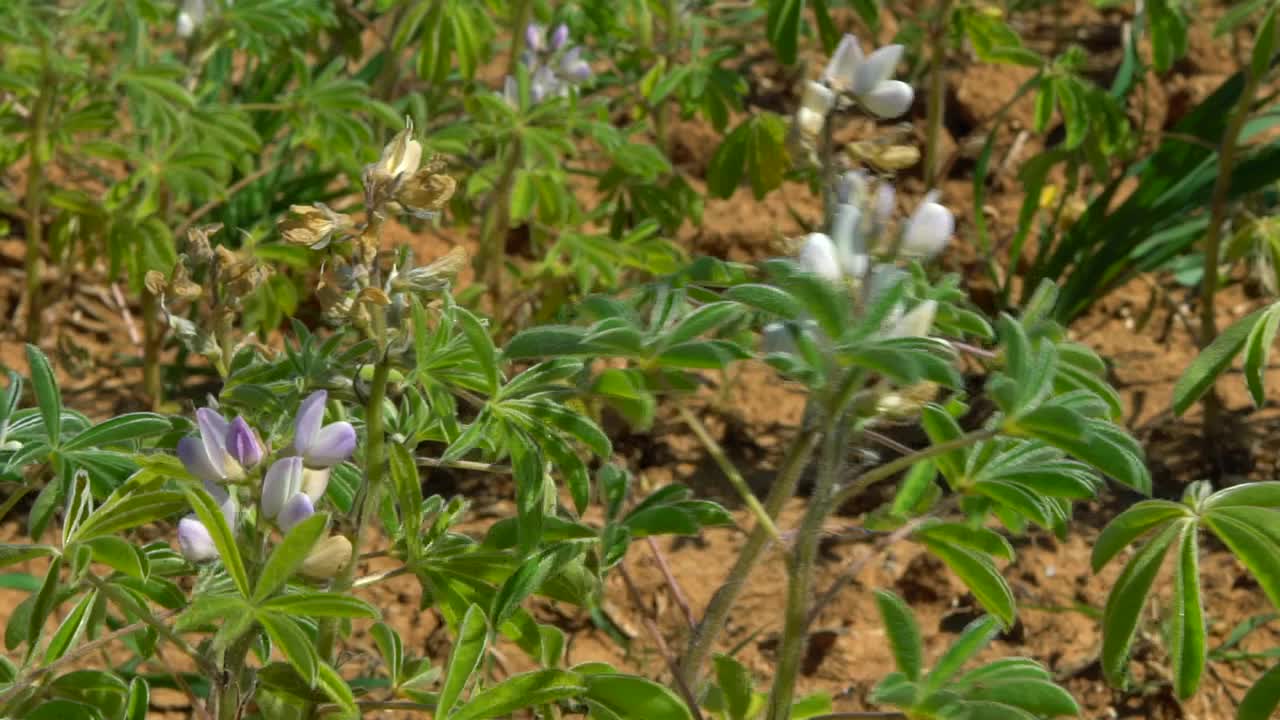 慢动作盛开的羽扇豆花。罗苹紫色花农田视频素材