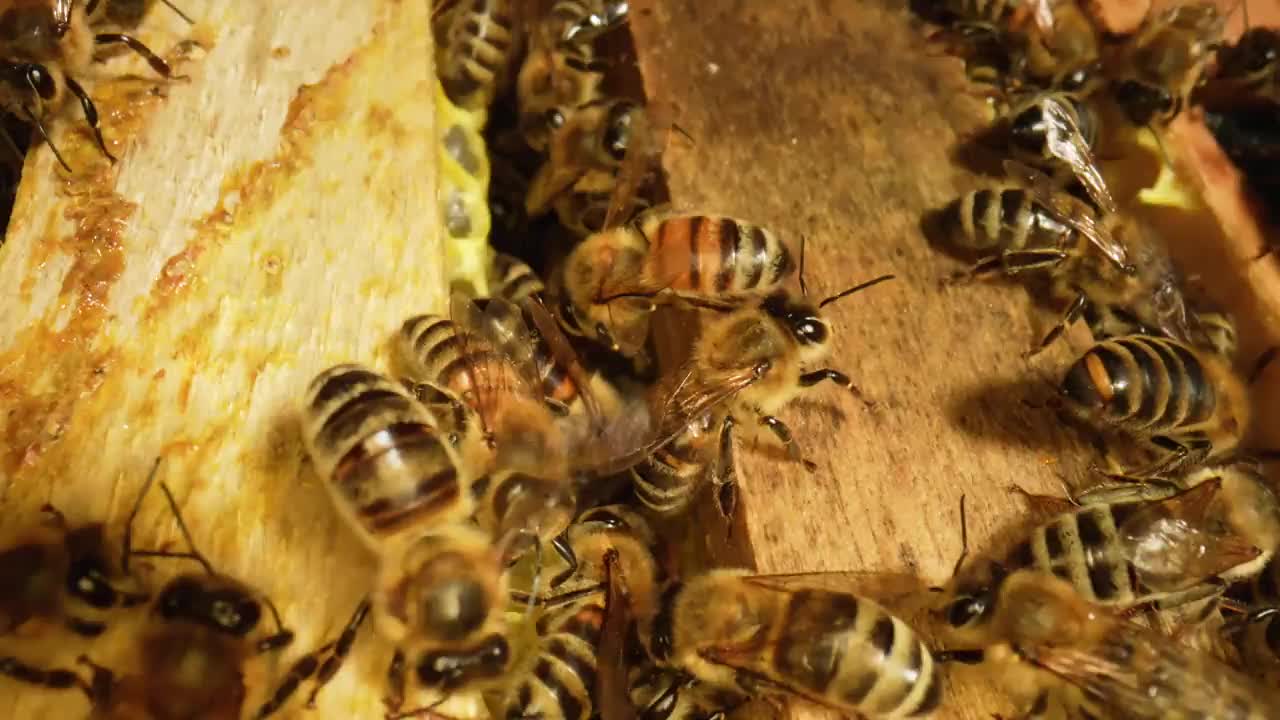 在蜂巢里工作的蜜蜂靠近了。蜜蜂的大家庭。一群在蜂巢里工作的蜜蜂。忙碌的蜜蜂用蜂蜡堆积蜂巢。养蜂过程。慢动作视频素材