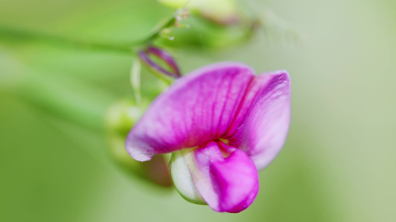 粉红色的花。块茎豌豆。微距镜头视频素材