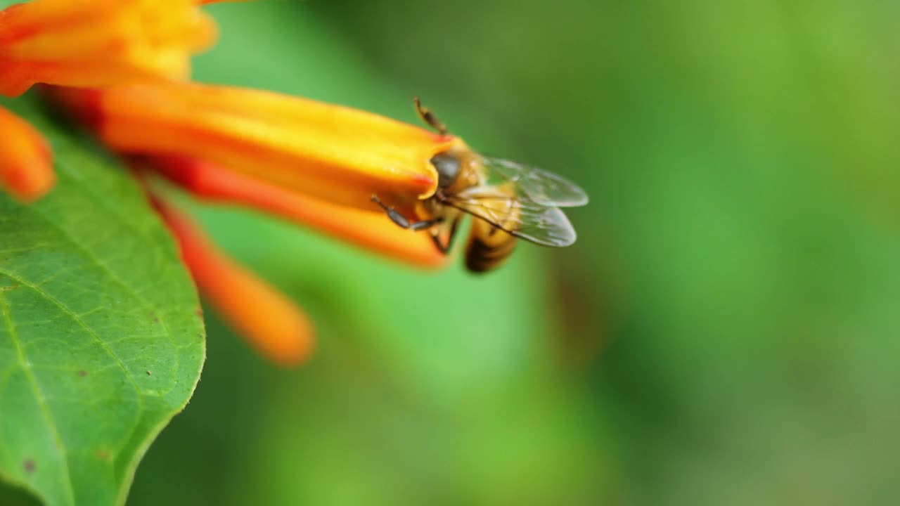 蜜蜂在猩红色灌木上采集花粉寻找花蜜视频素材