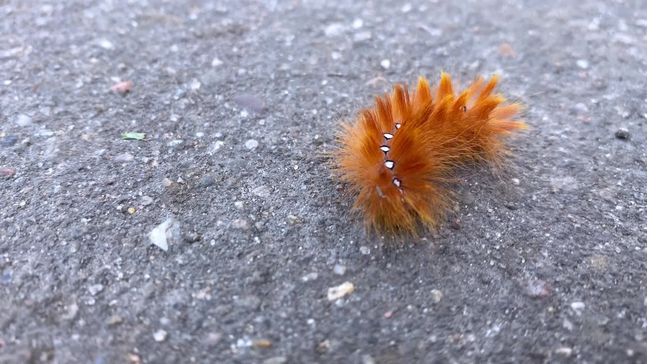 背上有闪亮斑点的红毛虫在城市街道的柏油路上爬行视频素材