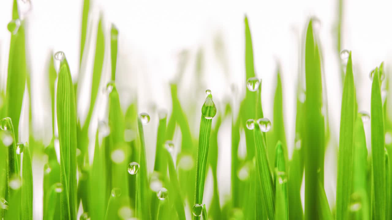 伴随着叶片尖端形成的抽象水滴而成长的草叶。视频素材