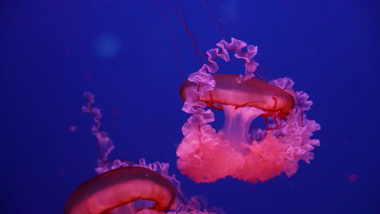 在水族馆里游泳的发光水母视频素材