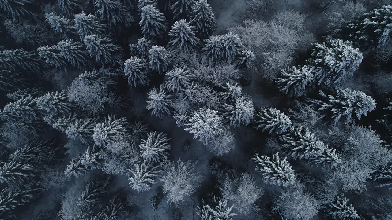 放大云杉树覆盖的雪从正上方视频素材