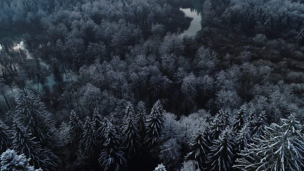 在冬天的早晨，从树梢向山谷倾斜视频素材