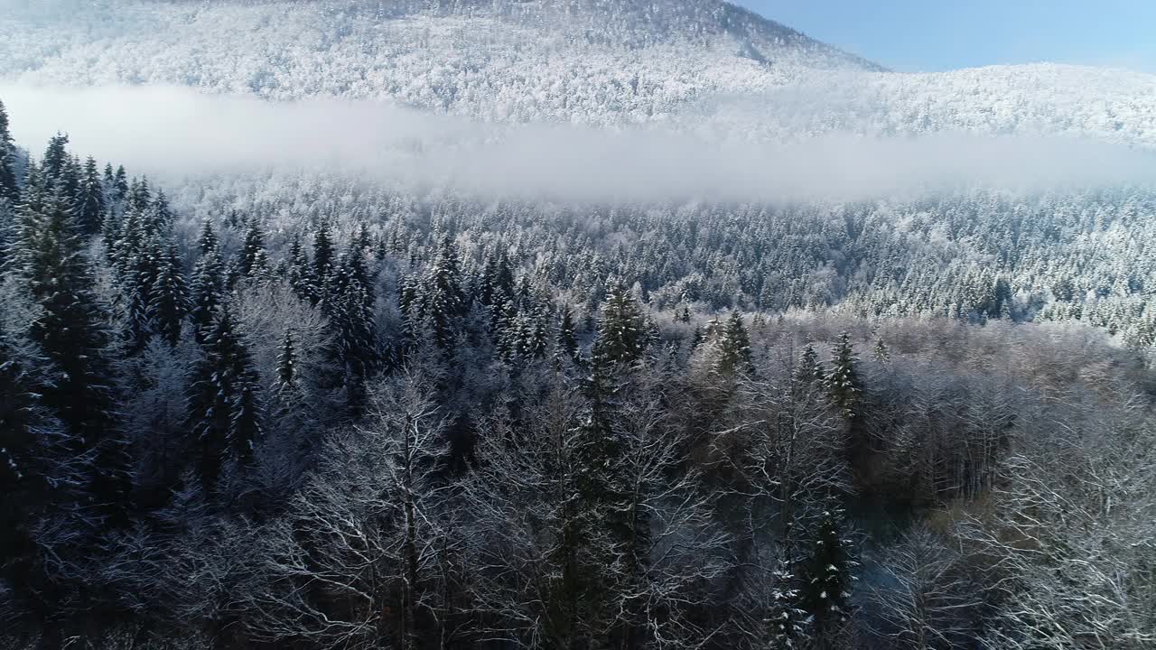 无人机在山坡云杉森林的观点在冬天的早晨视频素材