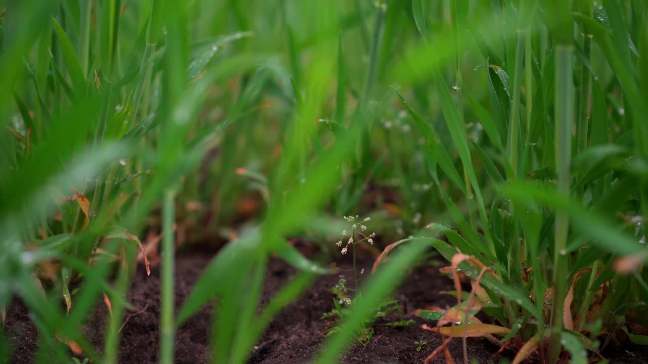 绿草模糊背景浅景深，柔和梦幻，散景。有选择性的重点视频素材