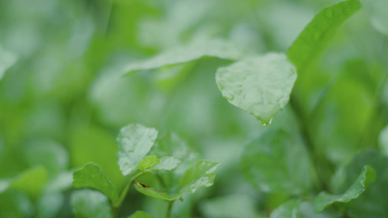 绿叶雨后有水珠视频下载