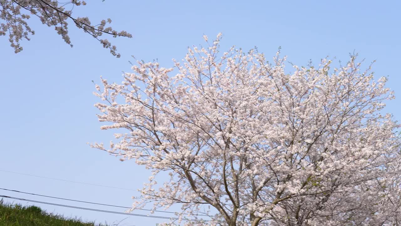 樱花在微风中飘动。视频素材