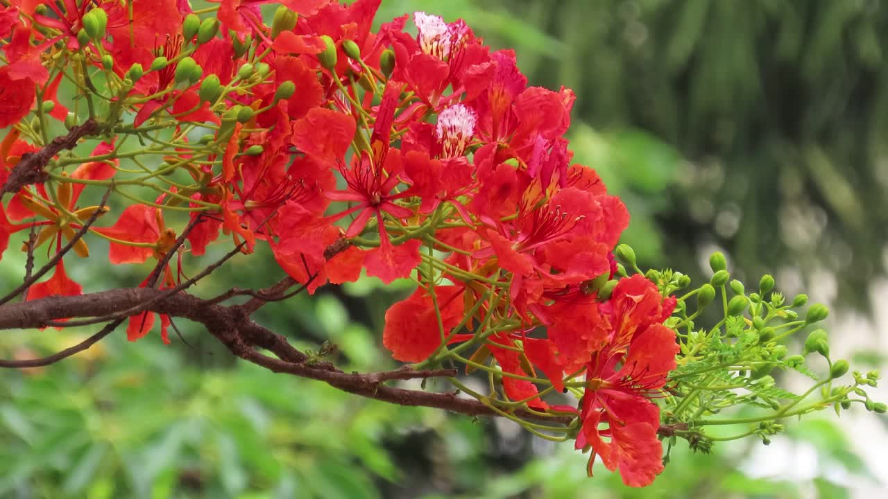 美丽的红花树枝在微风中艳丽地摇曳。视频素材