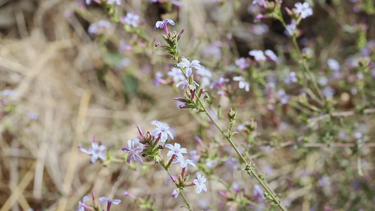 铅叶属的开花植物视频素材