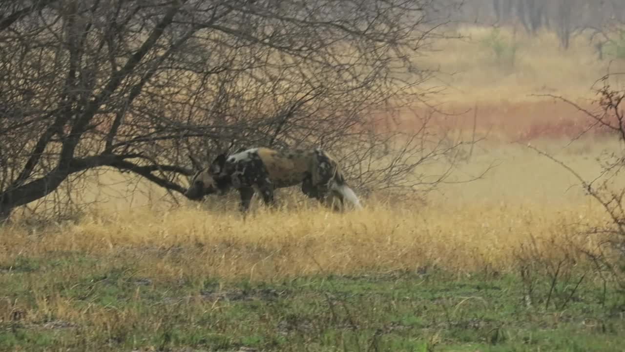 一只好望角野狗穿过黄色的草地，躺在一棵小树旁边视频素材