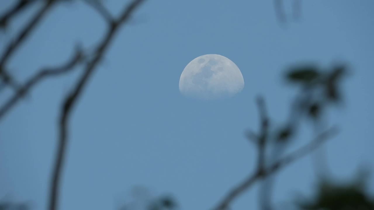 半月形的月亮在浅蓝色的天空中透过树枝看一棵树在黄昏月亮是焦点视频素材