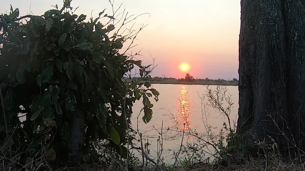 在非洲的一条河上，在灌木和树干之间的夕阳视频素材