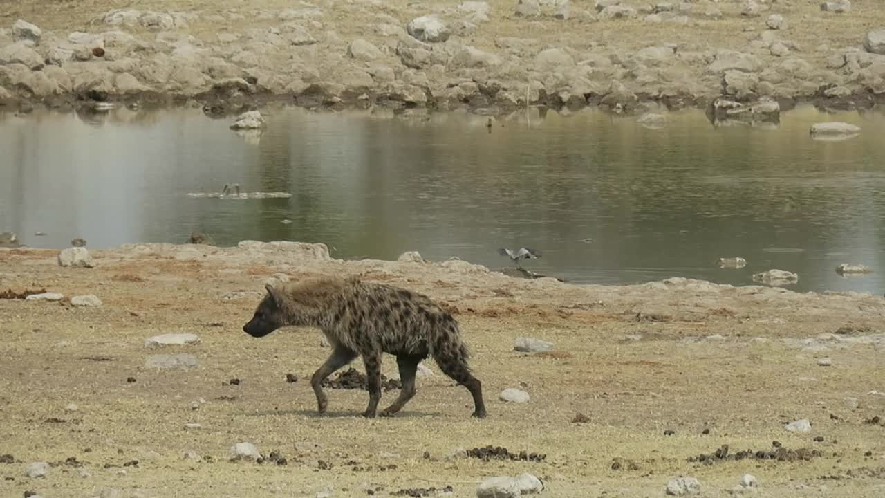 斑点鬣狗走过一个水坑在干燥的风景视频素材