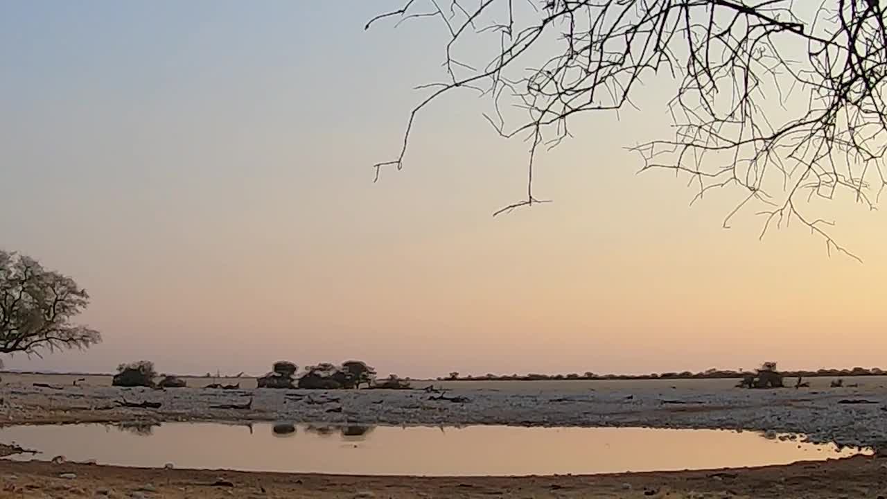 时间流逝的太阳在一个水洞与长颈鹿接近水洞，因为太阳正在落下视频素材