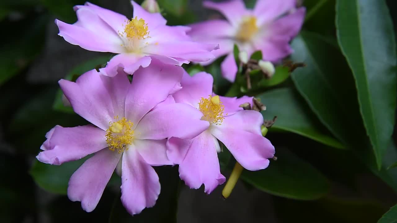 粉红色的花朵上有蜜蜂飞来飞去，为昆虫授粉视频素材