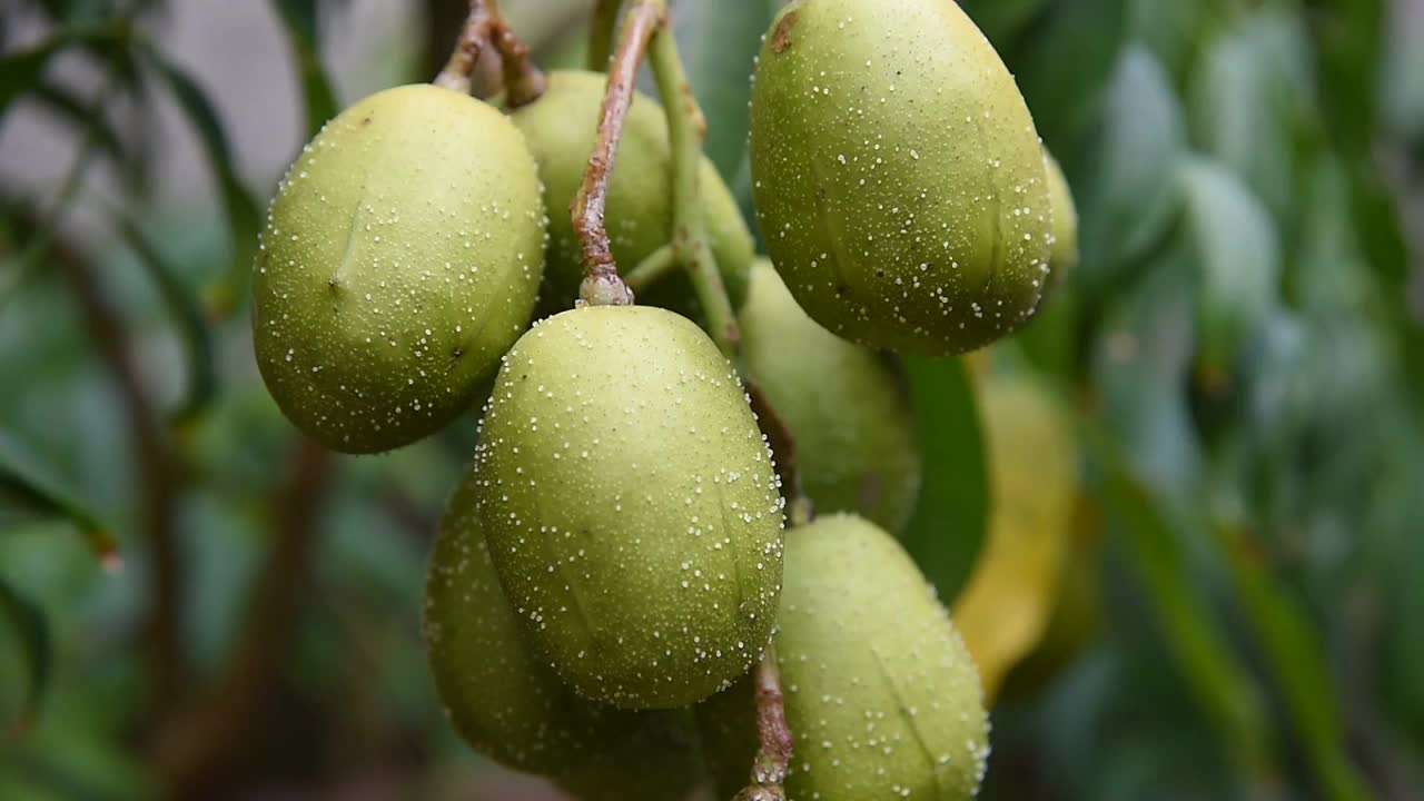 甘蓝型矮果树脂病农业害虫视频素材