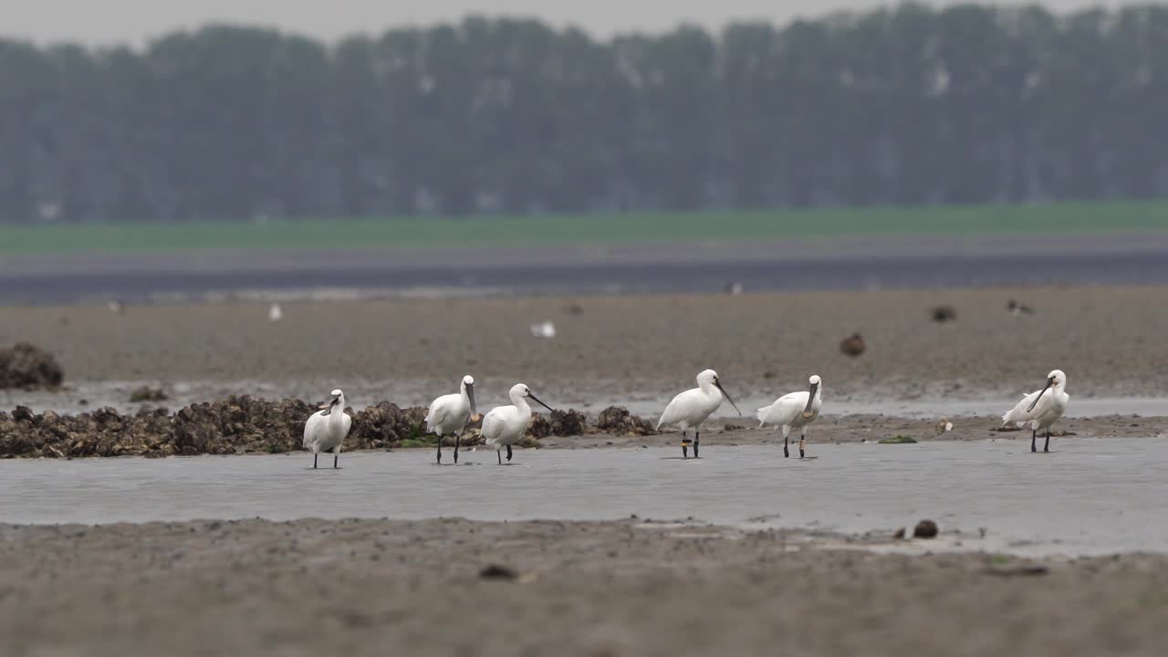 在泻湖涉水的琵鹭/在de Oosterschelde的Foeragerende lepelaars视频素材