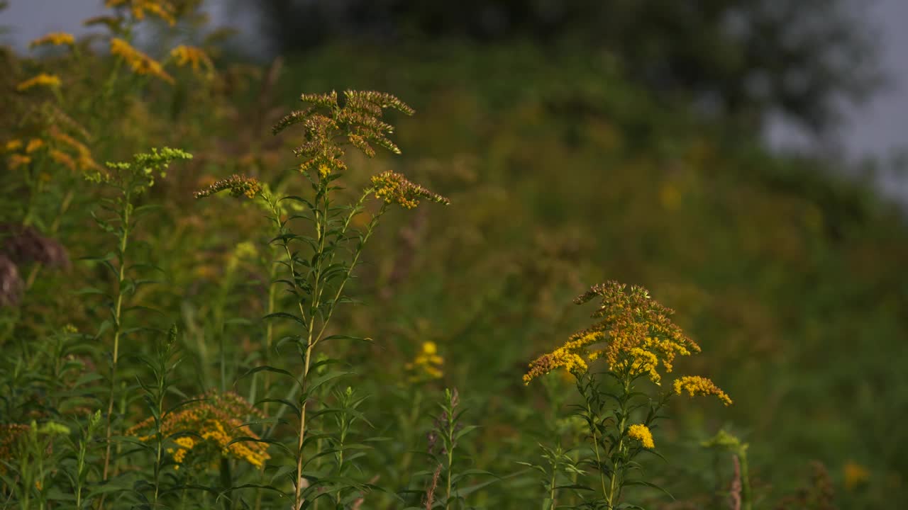 黄花迎风飘扬/迎风飘扬视频素材