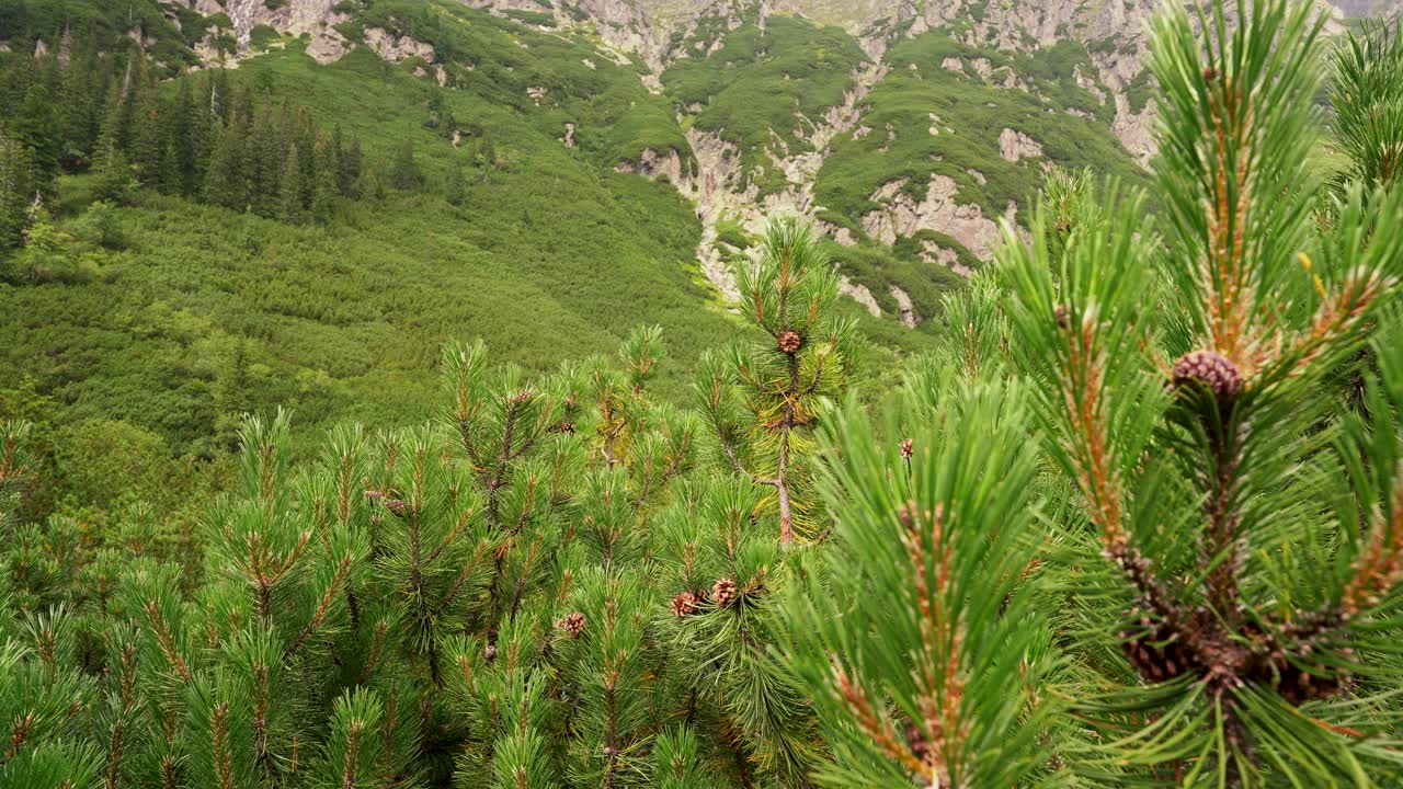 在夏天的高塔特拉山，透过山上的松树丛视频素材